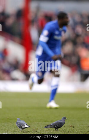 Fußball - Sky Bet Championship - Brentford gegen Cardiff City - Griffin Park. Tauben dringen während des Spiels in den Platz ein Stockfoto