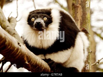 Ein schwarz-weiß gekräuselter Lemur sitzt auf einer Zweigstelle und studiert die große Menge an Medien, die sich unten im neuen begehbaren Lemur-Gehege im London Zoo im Regent's Park, London, versammeln. Stockfoto
