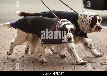 Hunde kommen mit Snoods und Mänteln für den ersten Tag der Crufts 2015 im NEC, Birmingham. Bilddatum: Donnerstag, 5. März 2015. Bildnachweis sollte lauten: Joe Giddens/PA Wire Stockfoto