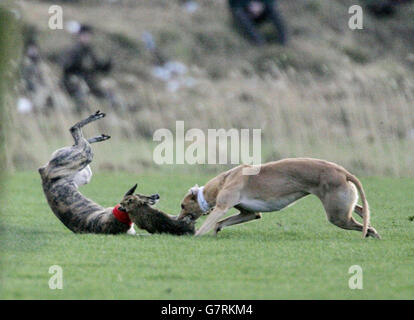 Hase Coursing - Waterloo Cup Stockfoto