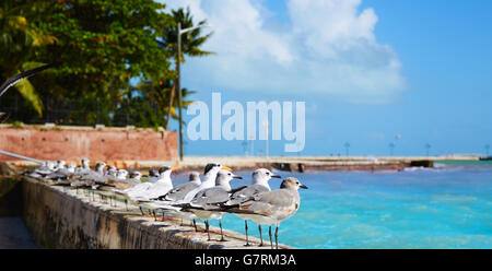 Key West Florida Strand Clearence S Higgs-Denkmal in USA Stockfoto