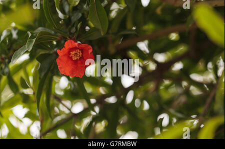 Granatapfelbaum Punica Granatum, blüht und trägt Früchte im Sommer Stockfoto