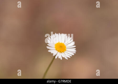 Winzige weiße Daisy Prairie Berufkraut Erigeron Strigosus blüht auf Bokeh grünen Hintergrund im Frühjahr Stockfoto