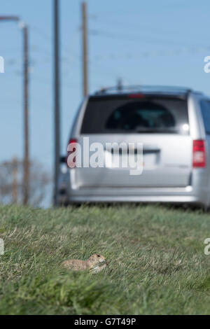 Schwarz-angebundene Präriehund Futter für Rasen, während ein Auto vorbei an sehr nahe seiner Heimat fährt / Graben. Castle Rock Colorado uns. Stockfoto