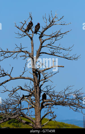 Drei der Türkei Geier (Cathartes Aura) im alten Ponderosa Pinie, Castle Rock Colorado uns Schlafplatz. Stockfoto