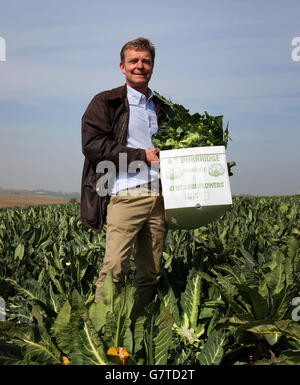 Craig Mackinlay, Kandidat für das konservative Parlament für South Thanet schneidet Blumenkohl für den Ramsgate-Markt während eines Besuchs im Rahmen des Wahlkampfs auf einer Farm in der Nähe von Manston in Kent. Stockfoto