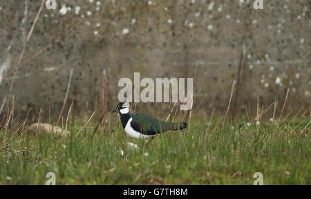 Gefängnis-Refugium für bedrohte Vögel Stockfoto