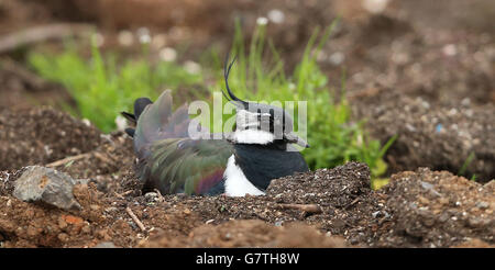 Gefängnis-Refugium für bedrohte Vögel Stockfoto