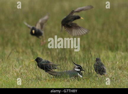 Gefängnis-Refugium für bedrohte Vögel Stockfoto