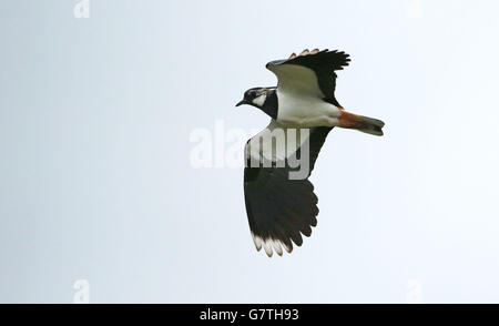 Ein Kiebitz, einer der weltweit am meisten bedrohten Vögel, hat im Gefängnis von Maghaberry ein Heiligtum gefunden, das für die Unterbringung der gefährlichsten Insassen in Nordirland verwendet wird. Stockfoto