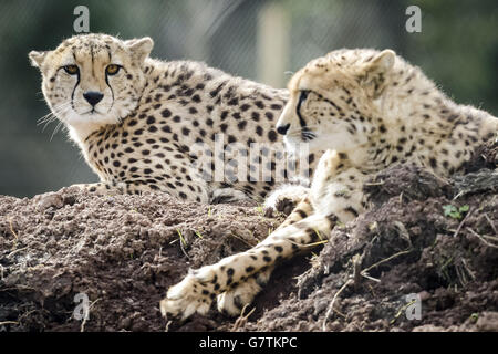 Eine Koalition (der Sammelbegriff für eine Gruppe oder eine kleine Partnerschaft von Geparden) sonnt sich im Wild Place Project in South Gloucestershire, wo sie aus dem Whipsnade Zoo versetzt wurden und sich zum ersten Mal in ihr neues Freigehege niederlassen. Stockfoto