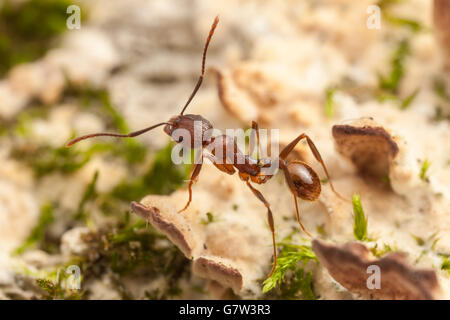Wirbelsäule-taillierte Ant (Aphaenogaster Fulva) Arbeitnehmer beschäftigt sich die Pilz und Moos bedeckte Oberfläche eines gefallenen Toten Baumes. Stockfoto