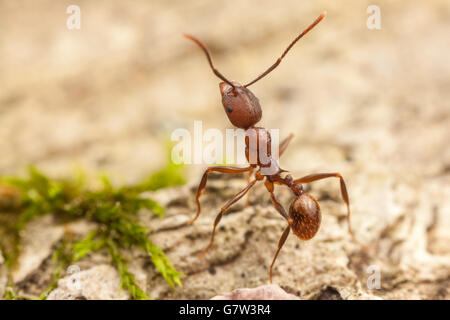 Wirbelsäule-taillierte Ant (Aphaenogaster Fulva) Arbeitnehmer beschäftigt sich mit die Oberfläche eines gefallenen Toten Baumes. Stockfoto