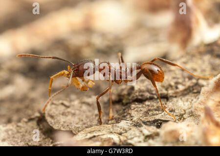 Eine Wirbelsäule-taillierte Ant (Aphaenogaster Fulva) Wroker trägt erbeutete Nahrung zurück zu seinem Nest in einem gefallenen toten Baum. Stockfoto