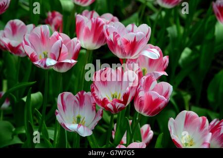 Nahaufnahme von blühenden roten und weißen Tulpen in einem Feld Stockfoto