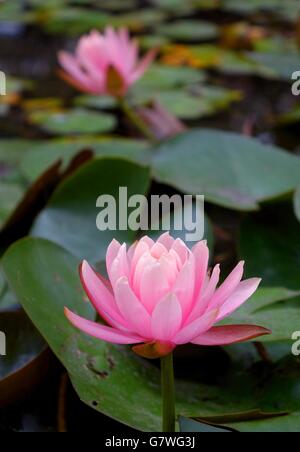 Die schöne Lotusblüte ist ein Symbol für den Buddhismus in Asien Stockfoto