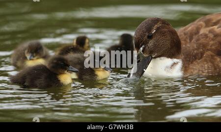 Enten im Teich. Mallard Enten schwimmen mit ihrer Mutter auf dem Teich im Ranelagh Park in Dublin. Stockfoto