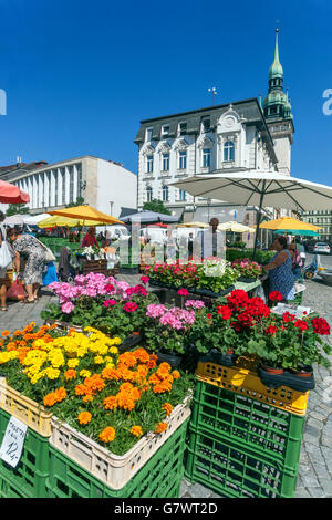 Zelny trh Brno Square, ist der Kohlmarkt ein traditioneller Marktplatz mit Obst, Gemüse und Blumen. Brünn Tschechische Republik Stockfoto