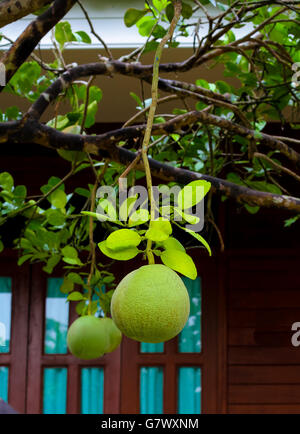 Grapefruit auf Baum Grün. Stockfoto