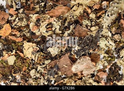 Schwarzer Stein Blume oder kalpasi Stockfoto