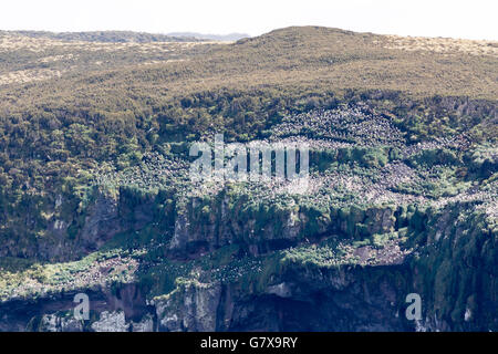 Campbell Black-browed Mollymawk Brutkolonie auf den Klippen von Campbell Island, Neuseeland-Sub-Antarktis Stockfoto