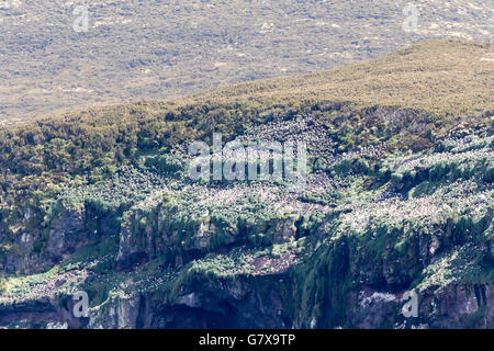 Campbell Black-browed Mollymawk Brutkolonie auf den Klippen von Campbell Island, Neuseeland-Sub-Antarktis Stockfoto