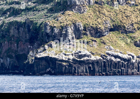 Campbell Black-browed Mollymawk Brutkolonie auf den Klippen von Campbell Island, Neuseeland-Sub-Antarktis Stockfoto