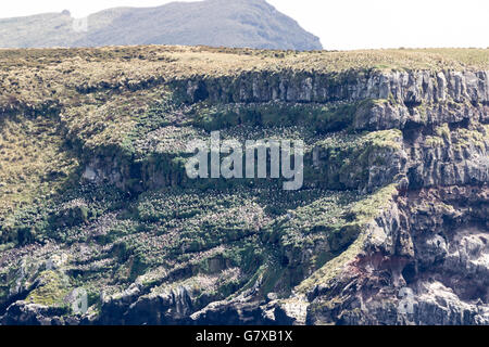 Campbell Black-browed Mollymawk Brutkolonie auf den Klippen von Campbell Island, Neuseeland-Sub-Antarktis Stockfoto