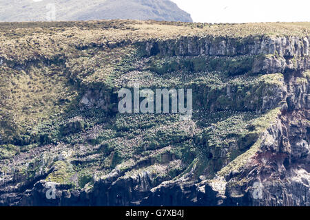 Campbell Black-browed Mollymawk Brutkolonie auf den Klippen von Campbell Island, Neuseeland-Sub-Antarktis Stockfoto