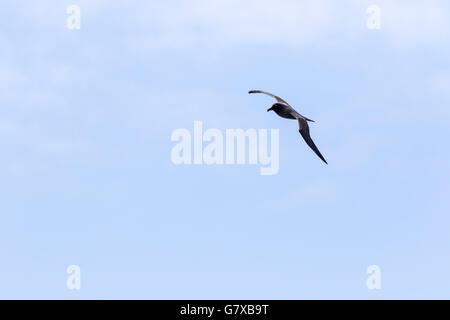 Licht mantled sooty Albatross im Flug in der Nähe von Campbell Island, Neuseeland-Sub-Antarktis Stockfoto