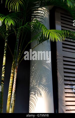 Palmblätter machen Schatten auf ein geschlossenes Fenster in Galle, Sri Lanka