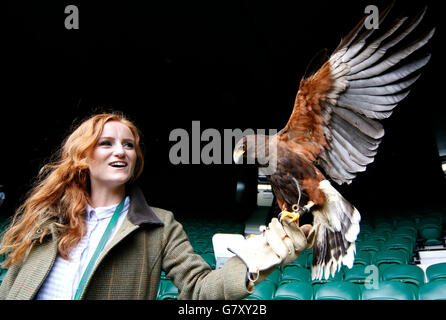 London, UK. 27th June, 2016. Rufus The Wimbledon Hawk Pigeons Scarer The Wimbledon Championships 2015 The Wimbledon Championships 2016 The All England Tennis Club, Wimbledon, London, England 27 June 2016 The All England Tennis Club, Wimbledon, London, England 2016 Credit:  Allstar Picture Library/Alamy Live News Stockfoto