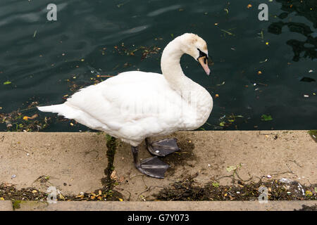 Kiel, Deutschland. 26. Juni 2016. Impressionen vom letzten Tag der Kieler Woche 2016 Credit: Björn Deutschmann/Alamy Live News Stockfoto