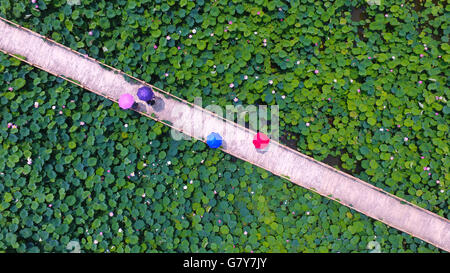 Zaozhuang, China Shandong Provinz. 27. Juni 2016. Touristen sehen Lotusblüten in einem Kanal Wetland Park in Tai'erzhuang District von Zaozhuang City, der ostchinesischen Provinz Shandong, 27. Juni 2016. Bildnachweis: Gao Qimin/Xinhua/Alamy Live-Nachrichten Stockfoto