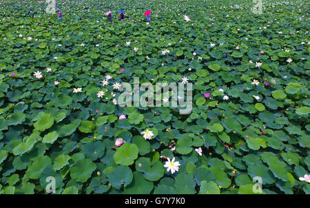 Zaozhuang, China Shandong Provinz. 27. Juni 2016. Touristen sehen Lotusblüten in einem Kanal Wetland Park in Tai'erzhuang District von Zaozhuang City, der ostchinesischen Provinz Shandong, 27. Juni 2016. Bildnachweis: Gao Qimin/Xinhua/Alamy Live-Nachrichten Stockfoto