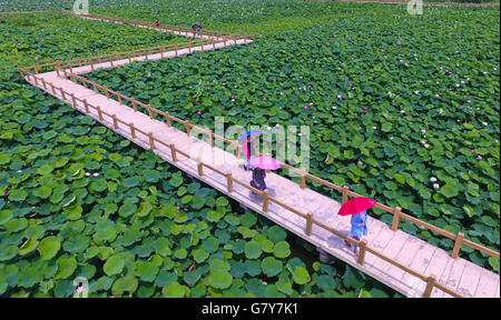 Zaozhuang, China Shandong Provinz. 27. Juni 2016. Touristen sehen Lotusblüten in einem Kanal Wetland Park in Tai'erzhuang District von Zaozhuang City, der ostchinesischen Provinz Shandong, 27. Juni 2016. Bildnachweis: Gao Qimin/Xinhua/Alamy Live-Nachrichten Stockfoto