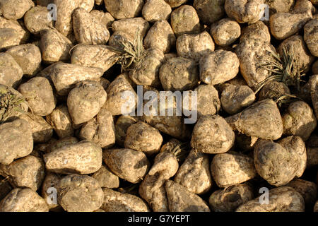 Geernteten Rüben (Beta Vulgaris), Alsace, Frankreich Stockfoto