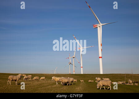 Herde der Schafe weiden vor Windkraftanlagen, Altenbruch, Cuxhaven, Elbe River, Nordseeküste, Niedersachsen, PublicGround Stockfoto