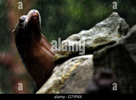 Sea Lion - Edinburgh Zoo. Ein Seelöwe genießt den starken Regen, der einen Großteil Schottlands überdeckte. Stockfoto