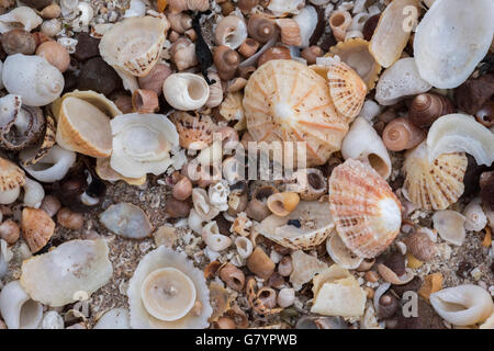 Zusammenfassung von Napfschnecken, Strandschnecken, Hund Welks, Topshells und Torridon Sandstein Kieselsteine auf Muschelsand. Stockfoto