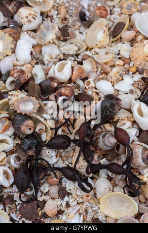 Regentropfen auf Napfschnecken, Strandschnecken, Hund Welks, Topshells und Algen auf Muschelsand aller Muster bilden. Stockfoto