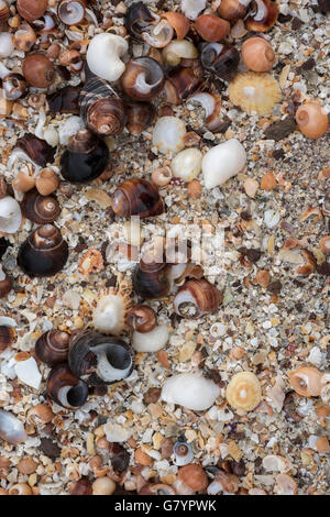 Regen wusch und Meer gewaschen Strandschnecken, Hund Welks und Topshells unter den Muschelsand. Stockfoto