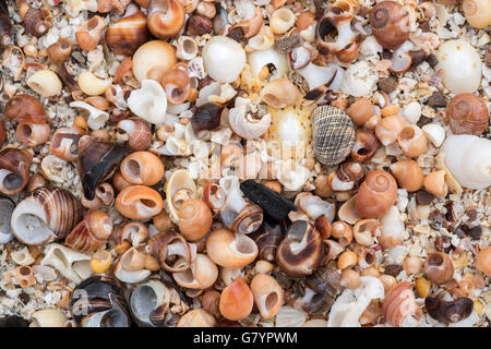 Auszug aus Hunderten von Napfschnecken, Strandschnecken, Hund Welks Topshells auf Muschelsand. Stockfoto