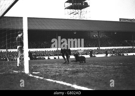 Daniel in der Löwengrube hatte nichts an diesem verspielten schwarzen Hund, der auf das Spielfeld wanderte und das FA Cup-Spiel untersagte. Torhüter Pat Jennings sieht zu, wie ein hilfreicher Zuschauer versucht, das Tier wegzulocken. Stockfoto