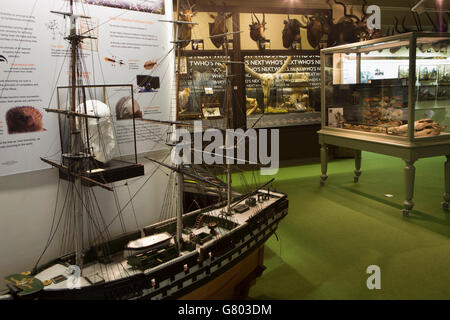 UK, Cumbria, Kendal, Bahnhofstraße, Kendal Museum, World Wildlife Galerie Interieur Stockfoto