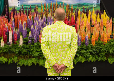 Ein Besucher blickt auf eine Lupinen-Ausstellung auf der RHS Chelsea Flower Show 2015 im Royal Chelsea Hospital, London. Stockfoto