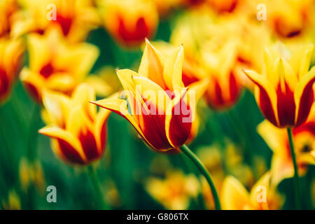 Gelbe und rote Blumen Tulpen im Frühling Garten Blumenbeet Stockfoto