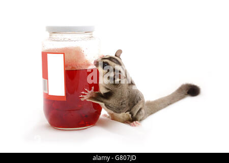 Sugarglider auf der Suche nach rote Kirsche in Flasche auf weißem Hintergrund. Stockfoto