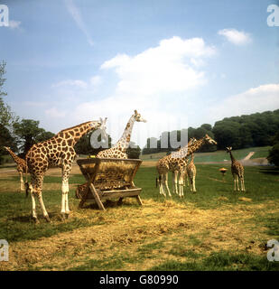 Gebäude und Wahrzeichen - Longleat Safari und Abenteuerpark, Wiltshire Stockfoto