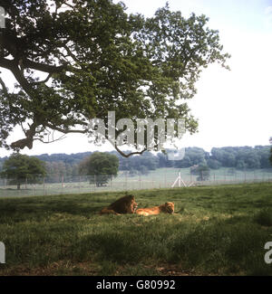 Lions im Longleat Safari and Adventure Park in Wiltshire. Stockfoto